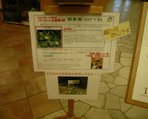 5.17お花探し1.gif