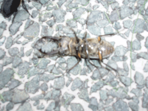 7.28クワガタビックリひっくり返る.gif