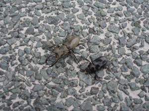7.28クワガタラブラブ.gif