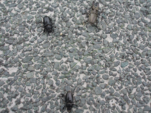 7.28クワガタ二股.gif
