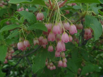P1070382のコピー.jpg