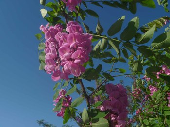 P1070429のコピー.jpg