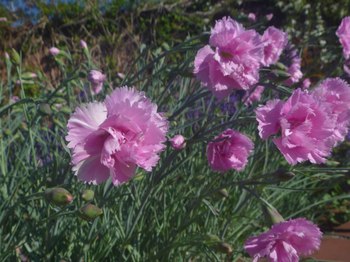 P1070449のコピー.jpg