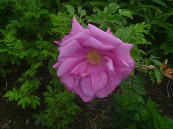 P1070468のコピー.jpg