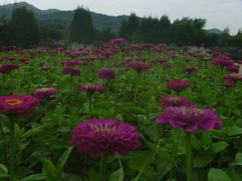 P1070763のコピー.jpg