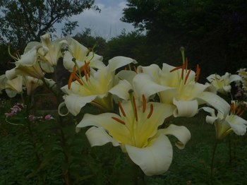 P1070769のコピー.jpg