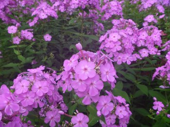 P1070966のコピー.jpg