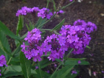 P1070990のコピー.jpg