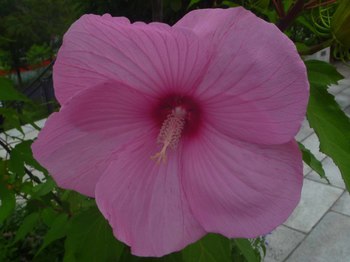P1080048のコピー.jpg