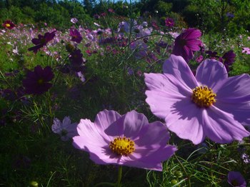 P1080127のコピー.jpg
