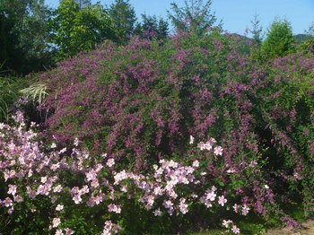 P1080151のコピー.jpg