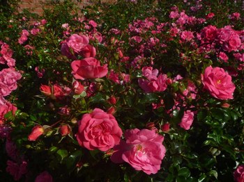 P1080168のコピー.jpg