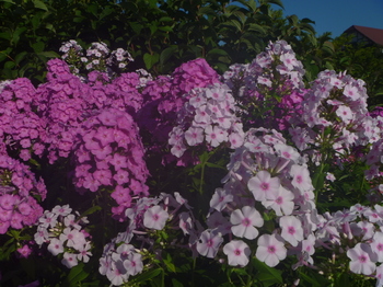 P1100440.JPG