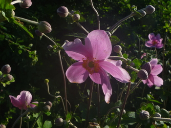 P1100443.JPG