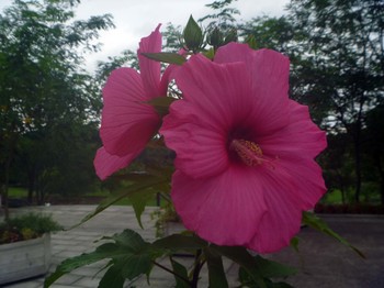 P1100515のコピー.jpg