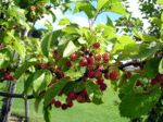P9060294.gif
