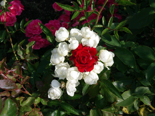 PA150092.gif